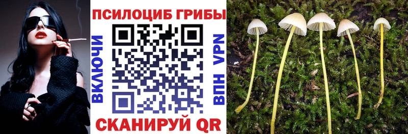 купить закладку  Грозный  Псилоцибиновые грибы Cubensis 