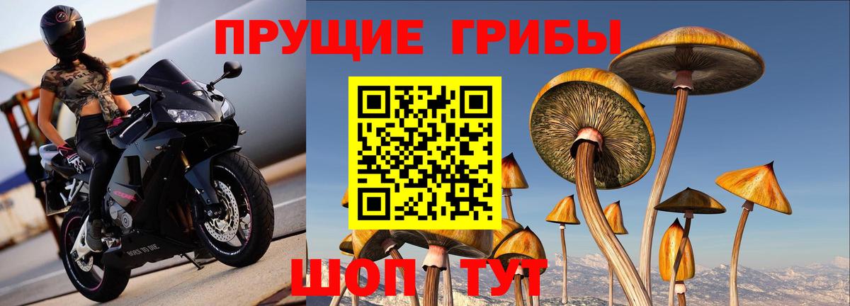 Псилоцибиновые грибы GOLDEN TEACHER Грозный